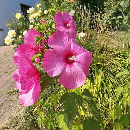 Apartma Silvia Metlika