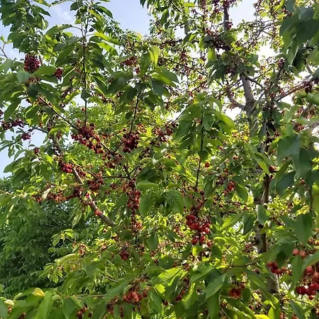 Apartamento Apartma Silvia Metlika