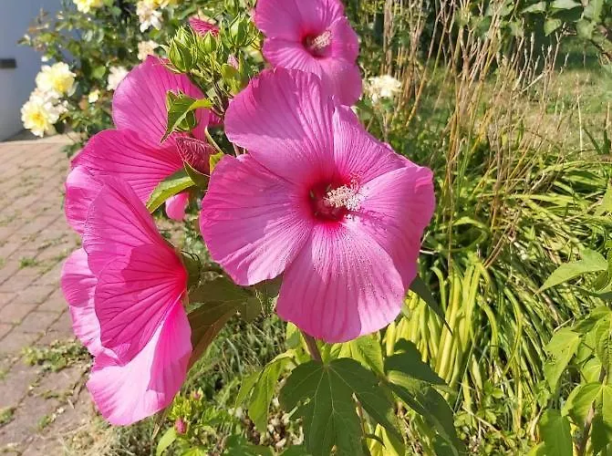 Apartma Silvia Metlika